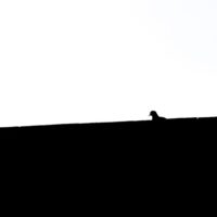 Minimal