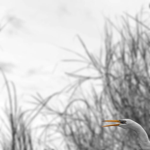 Minimal Nature Birds
