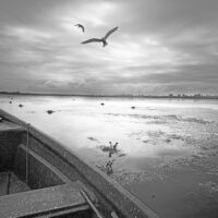 Nature bnw Photographer Nader Sharifi