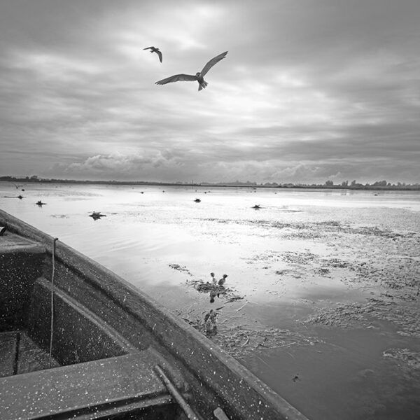 Nature bnw Photographer Nader Sharifi