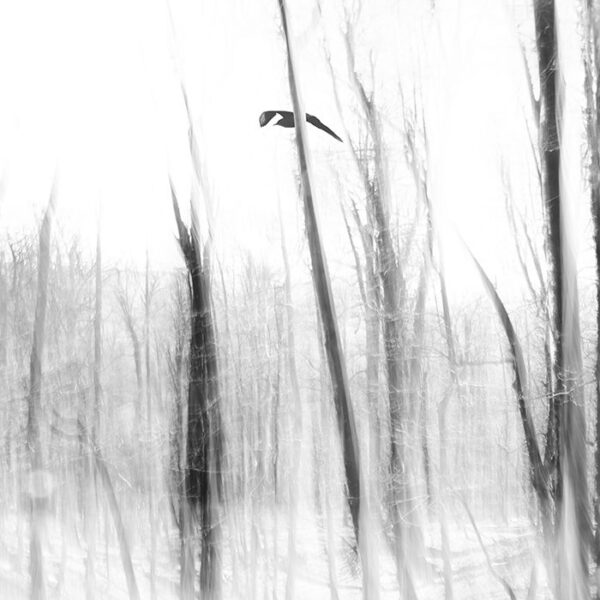 Minimal Photographer Nader Sharifi