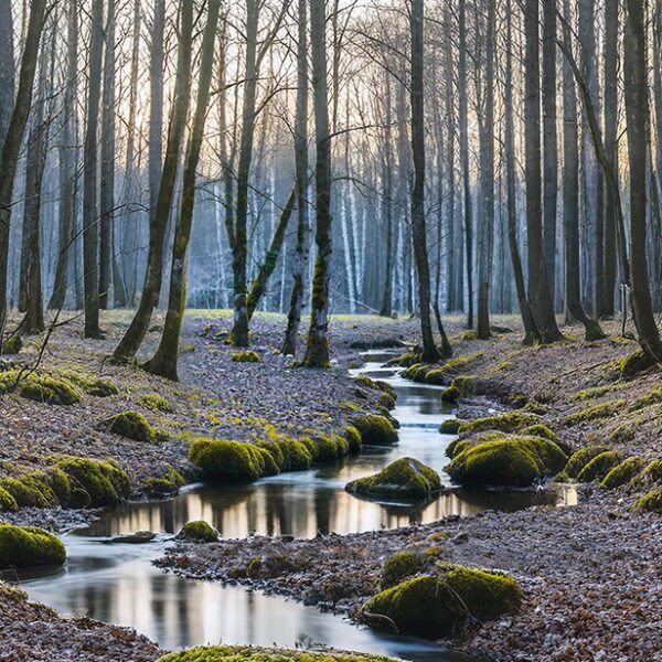 Color Nature Photos