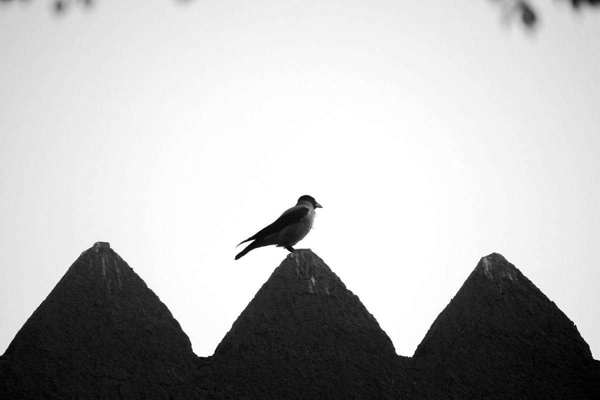 Photographer Amir Negaresh
