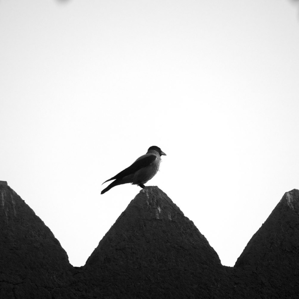 Photographer Amir Negaresh